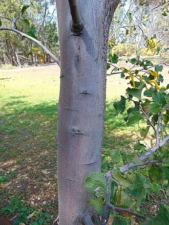 Acacia denticulosa: Acacia denticulosa, sandpaper wattle