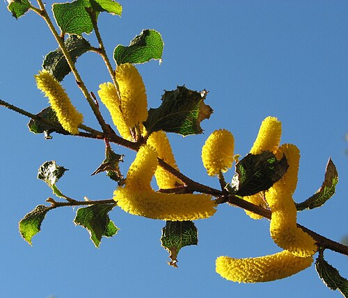 Acacia denticulosa: Acacia denticulosa , Maranoa Gardens, Balwyn, Victoria, Australia.