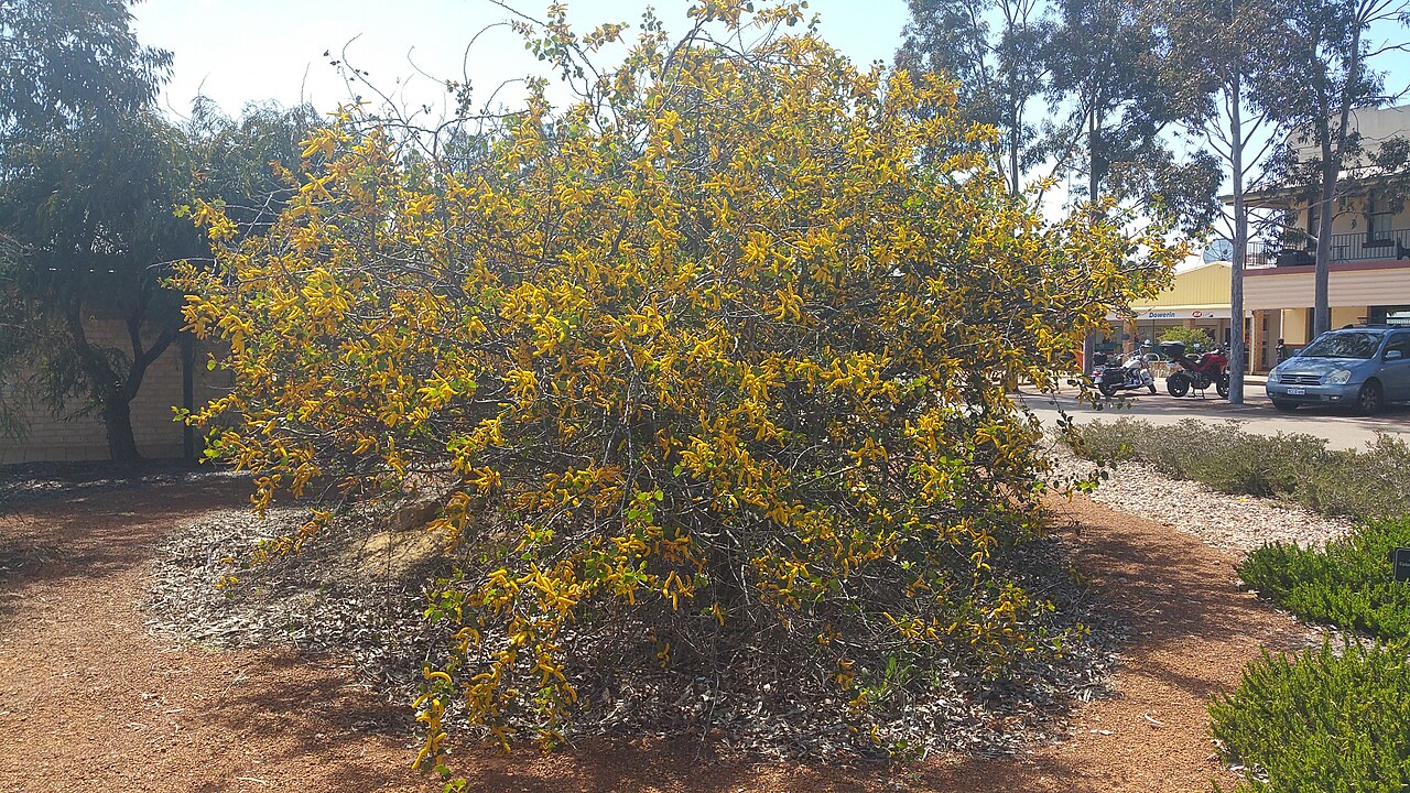 Acacia denticulosa: Acacia denticulosa (Sand-Paper Wattle) in Dowerin rare flora garden at the entrance to Dowerin, Western Australia.