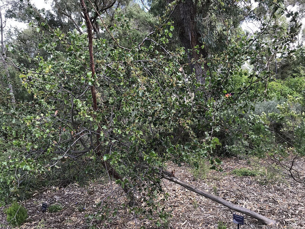 Acacia denticulosa: Acacia denticulosa at Kings Park