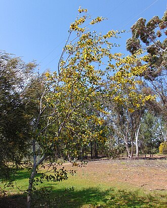 Acacia denticulosa: Acacia denticulosa, sandpaper wattle