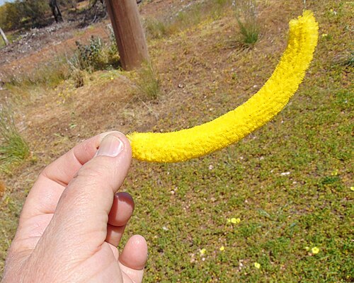 Acacia denticulosa: Acacia denticulosa, sandpaper wattle