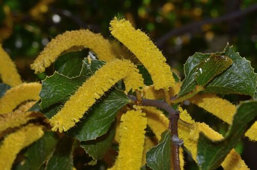 Acacia denticulosa (Acacia denticulosa)