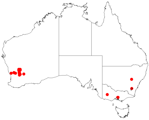 Acacia denticulosa: Acacia denticulosa occurrence data from Australasian Virtual Herbarium downloaded from https://doi.org/10.26197/5c0b1388984eb on 8 December 2018