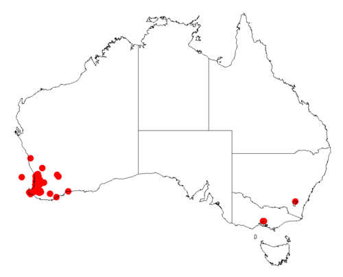 Acacia dentifera: Acacia dentifera occurrence data from Australasian Virtual Herbarium downloaded from https://doi.org/10.26197/5c0b1388984eb on 8 December 2018