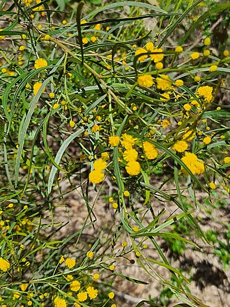 Acacia dentifera: Acacia dentifera
