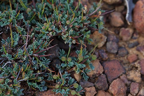 Acacia depressa: Acacia depressa near Tarin Rock