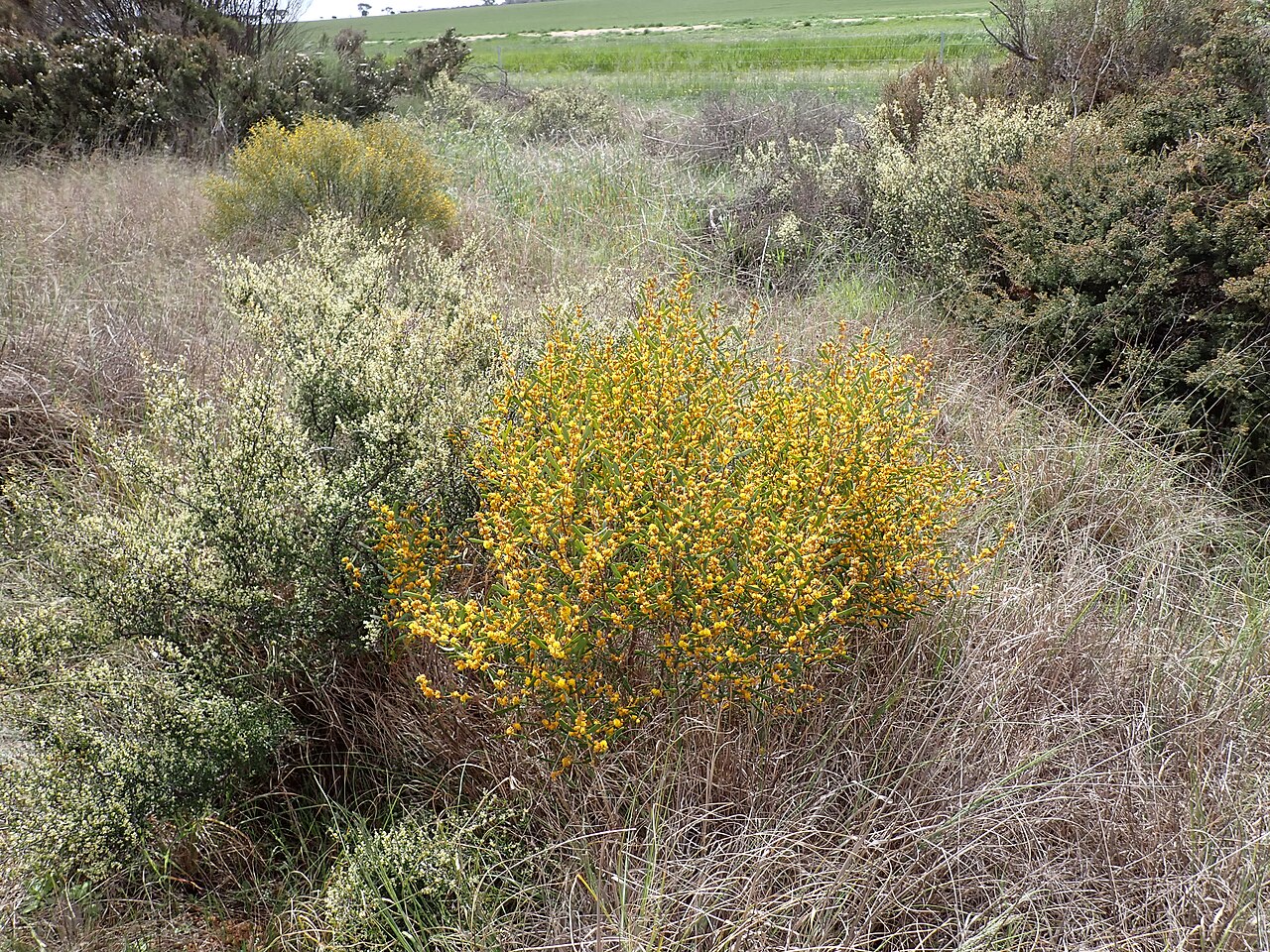 Acacia dermatophylla: Habit of Acacia dermatophylla on the Newdegate-Raventhorpe Road. about 500 metres north-west of Fitzgerald Road, Mount Madden, Western Australia