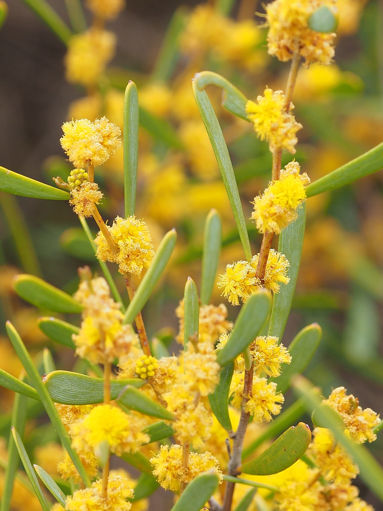 Acacia dermatophylla: Acacia dermatophylla on the Newdegate-Ravensthorpe Road, 550 metre north-west of the Fitzgerald Road intersection