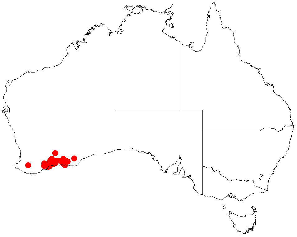 Acacia dermatophylla: Acacia dermatophylla occurrence data from Australasian Virtual Herbarium downloaded from https://doi.org/10.26197/5c0b1388984eb on 8 December 2018