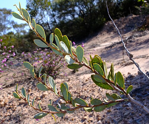 Acacia dermatophylla: Acacia dermatophylla in Griffith's Nature Reserve, Near Cascade, Western Australia
