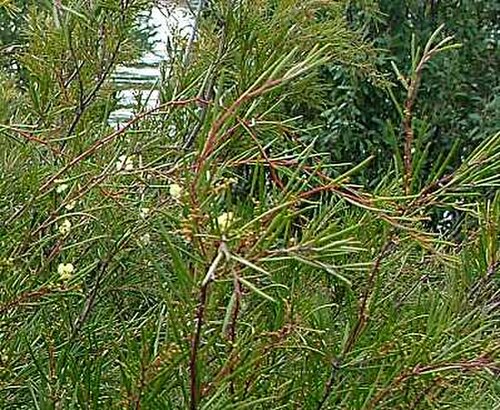 Acacia derwentiana: Acacia derwentiana