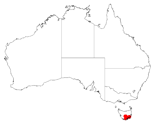 Acacia derwentiana: Acacia derwentiana Occurrence data from Australasian Virtual Herbarium downloaded from https://doi.org/10.26197/5c0b1388984eb on 8 December 2018