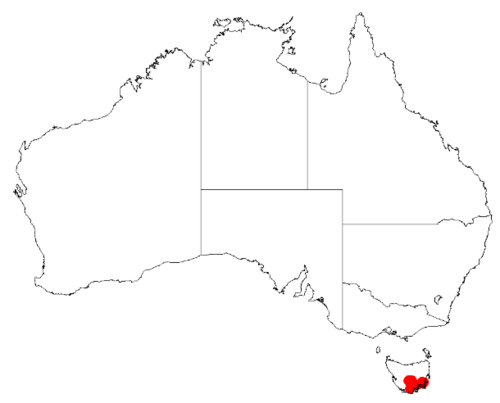 Acacia derwentiana: Acacia derwentiana Occurrence data from Australasian Virtual Herbarium downloaded from https://doi.org/10.26197/5c0b1388984eb on 8 December 2018