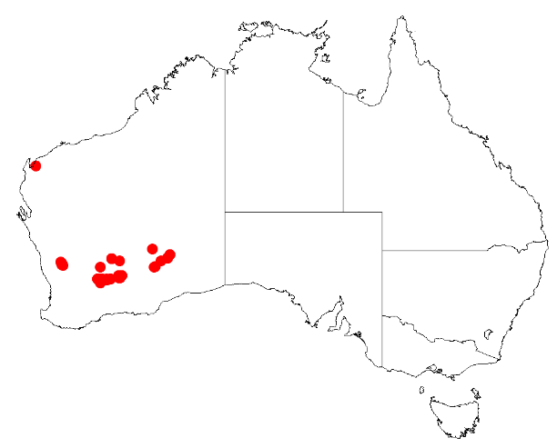 Acacia desertorum: Acacia desertorum Occurrence data from Australasian Virtual Herbarium downloaded from https://doi.org/10.26197/5c0b1388984eb on 8 December 2018