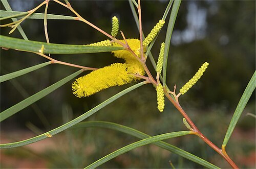 Acacia desmondii: Acacia desmondii in the Australian National Botanic Gardens