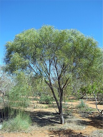 Acacia desmondii: Acacia desmondii in Olive Pink Botanic Gardens, Alice Springs, Northern Territory