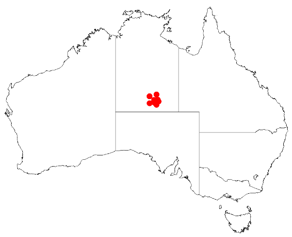Acacia desmondii: Acacia desmondii Occurrence data from Australasian Virtual Herbarium downloaded from https://doi.org/10.26197/5c0b1388984eb on 8 December 2018