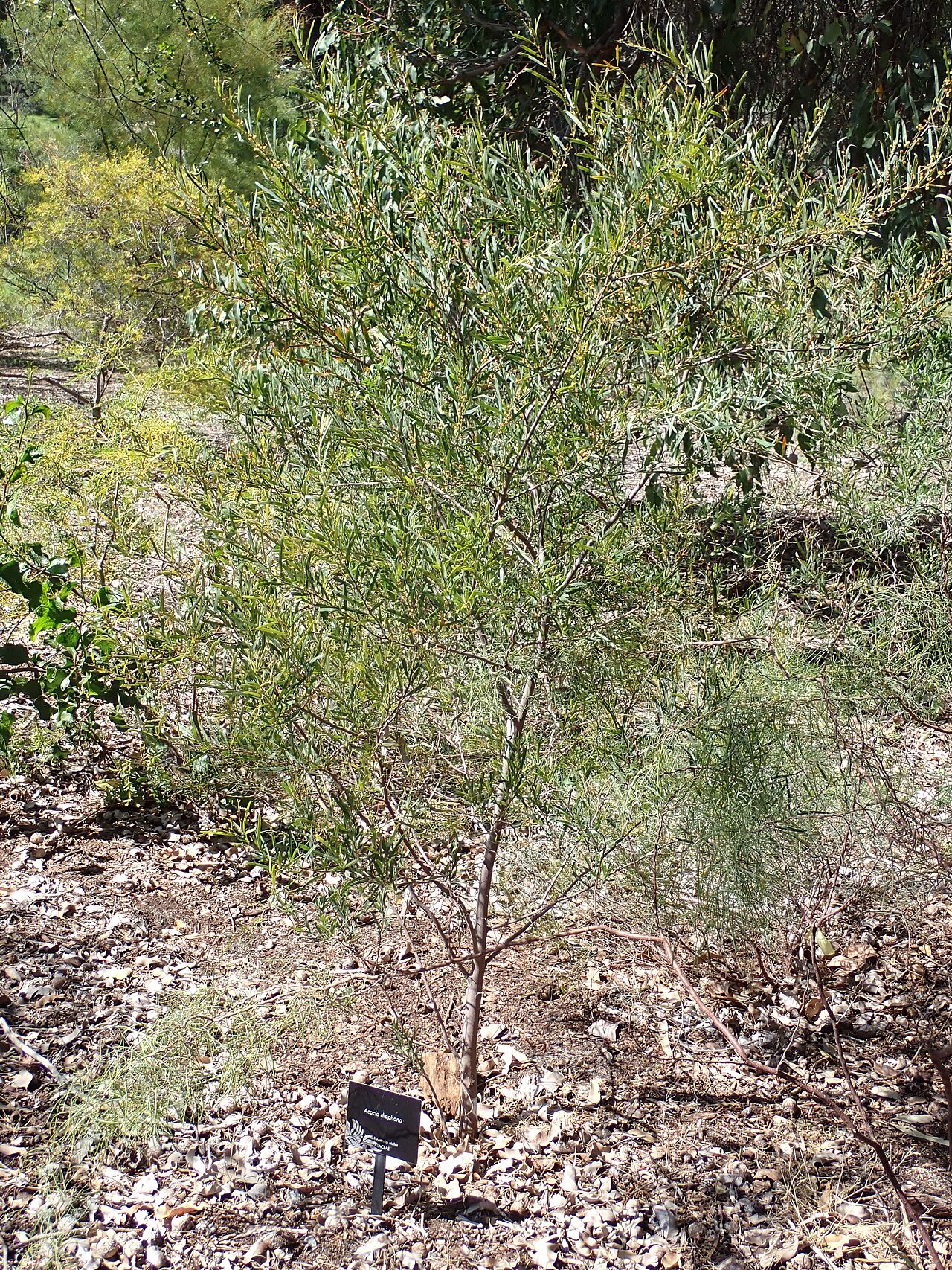 Acacia diaphana: Habit of Acacia diaphana in the Wattle Garden in Kings Park, Perth