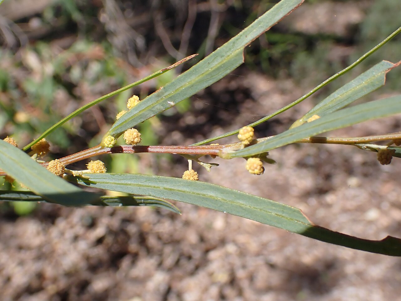 Acacia diaphana: Flowers and foliage of Acacia diaphana