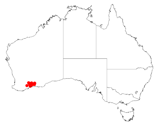 Acacia diaphyllodinea: Acacia diaphyllodinea Occurrence data from Australasian Virtual Herbarium downloaded from https://doi.org/10.26197/5c0b1388984eb on 8 December 2018