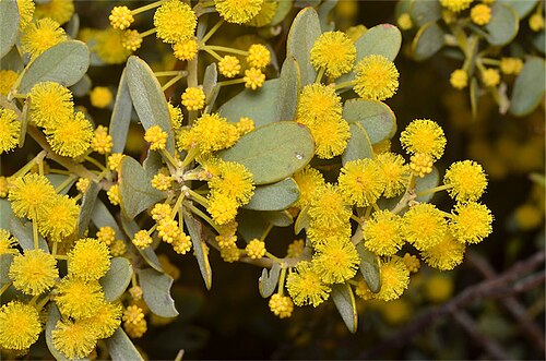 Acacia dictyocarpa: Acacia dictyocarpa near the Birdseye Highway, about 13 km south-west of the junction with road to Kyancutta, South Australia