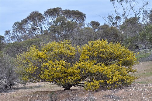 Acacia dictyocarpa: Acacia dictyocarpa near the Birdseye Highway, about 13 km south-west of junction with road to Kyancutta, South Australia