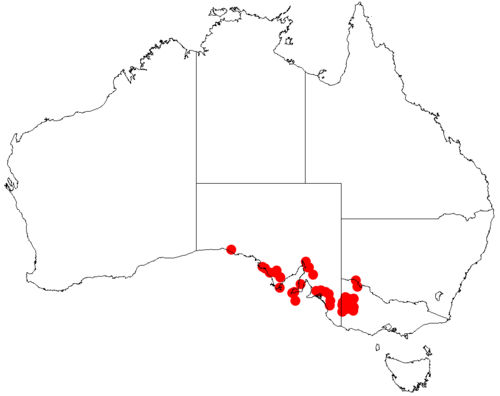 Acacia dictyocarpa: Acacia dictyocarpa occurrence data from Australasian Virtual Herbarium downloaded from https://doi.org/10.26197/5c0b1388984eb on 8 December 2018