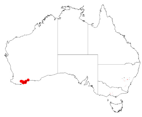 Acacia dictyoneura: Acacia dictyoneura Occurrence data from Australasian Virtual Herbarium downloaded from https://doi.org/10.26197/5c0b1388984eb on 8 December 2018
