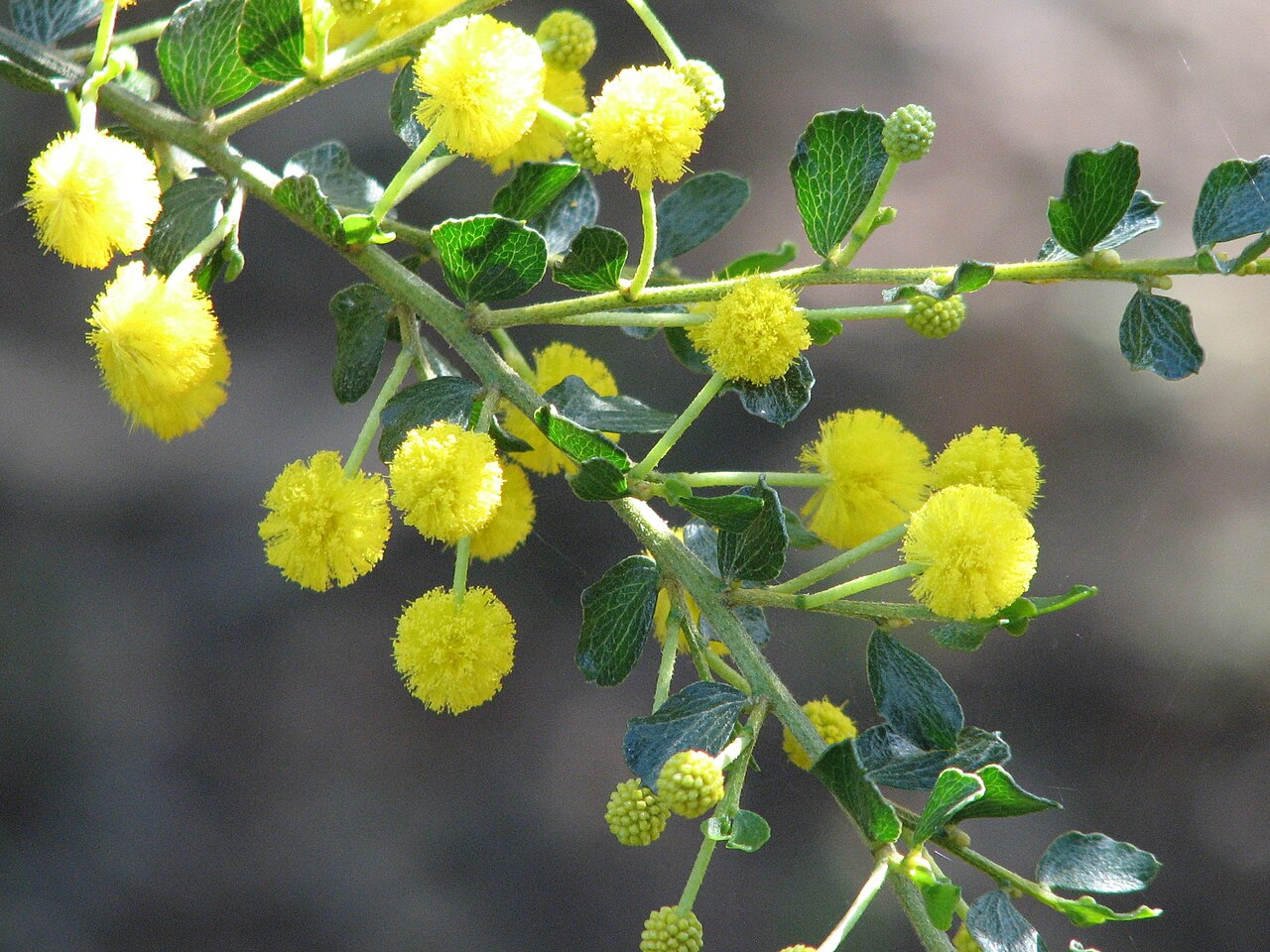 Acacia dictyoneura: Acacia dictyoneura Maranoa Gardens, Balwyn, Victoria, Australia.