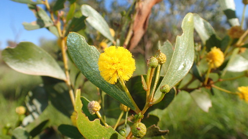 Feather veined wattle (Acacia dictyophleba)