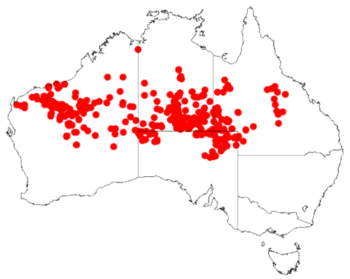Feather veined wattle: Acacia dictyophleba Occurrence data from Australasian Virtual Herbarium downloaded from https://doi.org/10.26197/5c0b1388984eb on 8 December 2018
