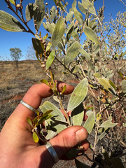 Feather veined wattle (Acacia dictyophleba)
