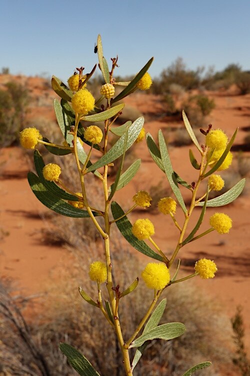 Feather veined wattle: Acacia dictyophleba near the Springvale - Diamantina Lakes Road, about 290 m south-south-west from road, Queensland