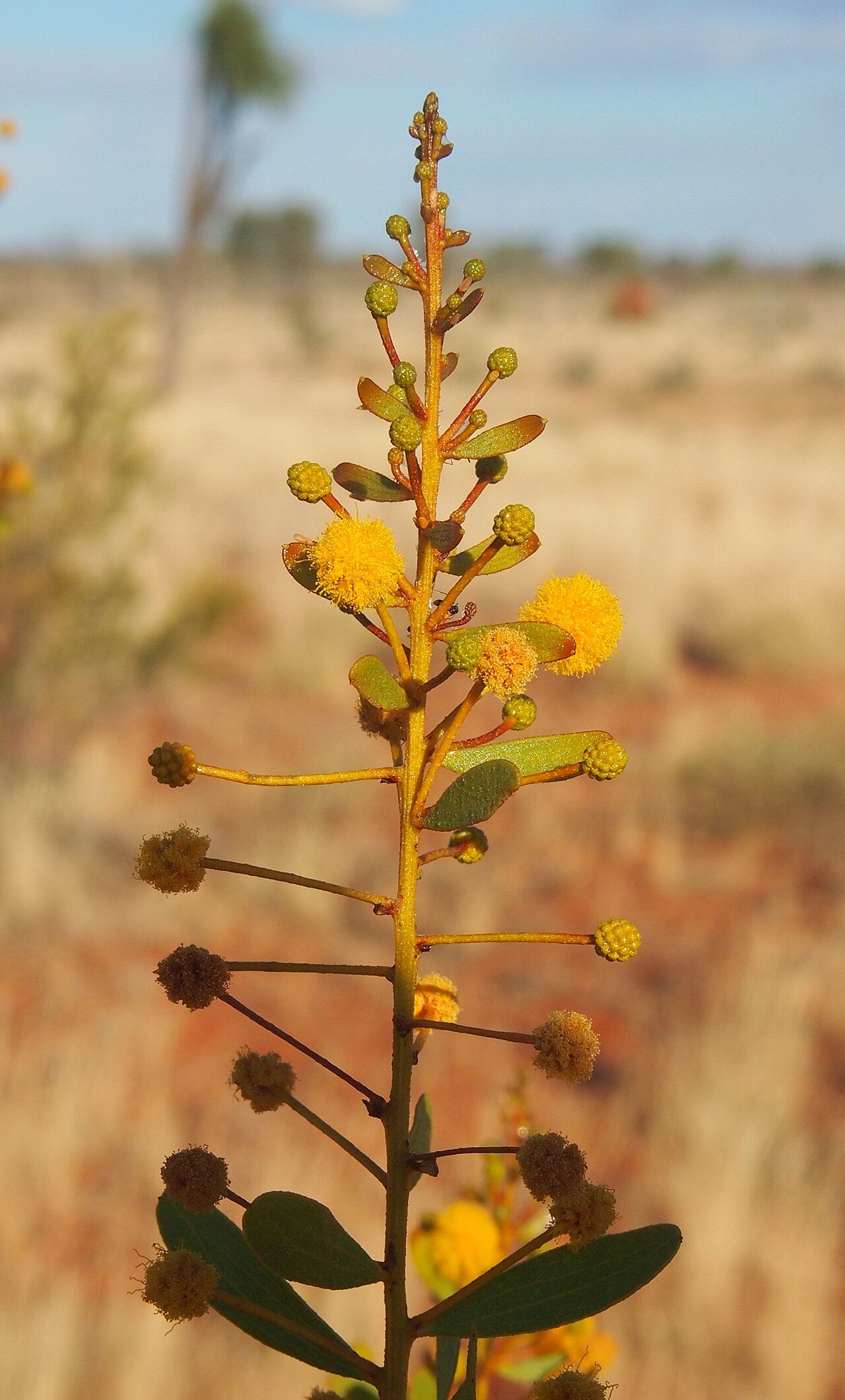 Feather veined wattle: Acacia dictyophleba foliage