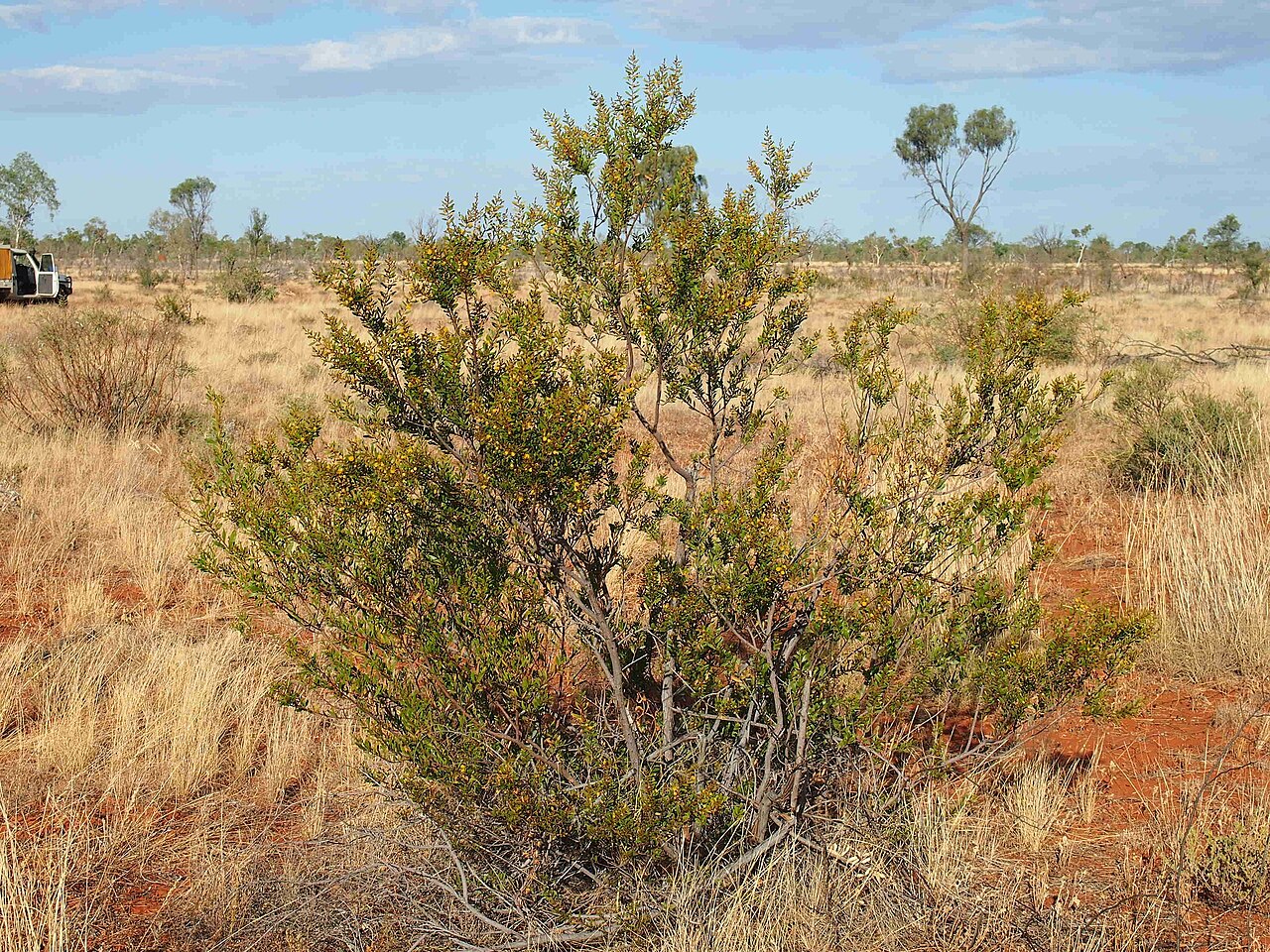 Feather veined wattle: Acacia dictyophleba habit