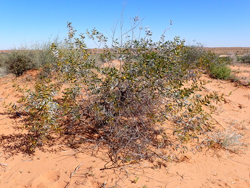 Feather veined wattle (Acacia dictyophleba)