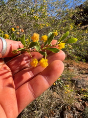 Feather veined wattle (Acacia dictyophleba)