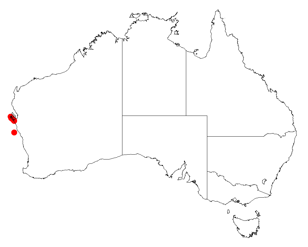 Acacia didyma: Acacia didyma occurrence data from Australasian Virtual Herbarium downloaded from https://doi.org/10.26197/5c0b1388984eb on 8 December 2018