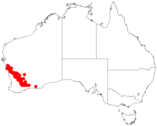Acacia dielsii: Acacia dielsii occurrence data from Australasian Virtual Herbarium downloaded from https://doi.org/10.26197/5c0b1388984eb on 8 December 2018
