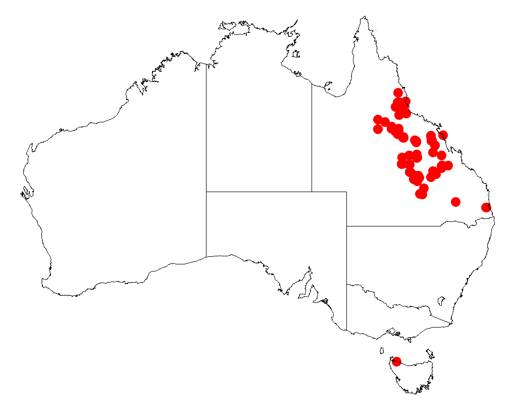 Acacia dietrichiana: Acacia dietrichiana occurrence data from Australasian Virtual Herbarium downloaded from https://doi.org/10.26197/5c0b1388984eb on 8 December 2018