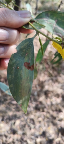 Acacia difficilis (Acacia difficilis)