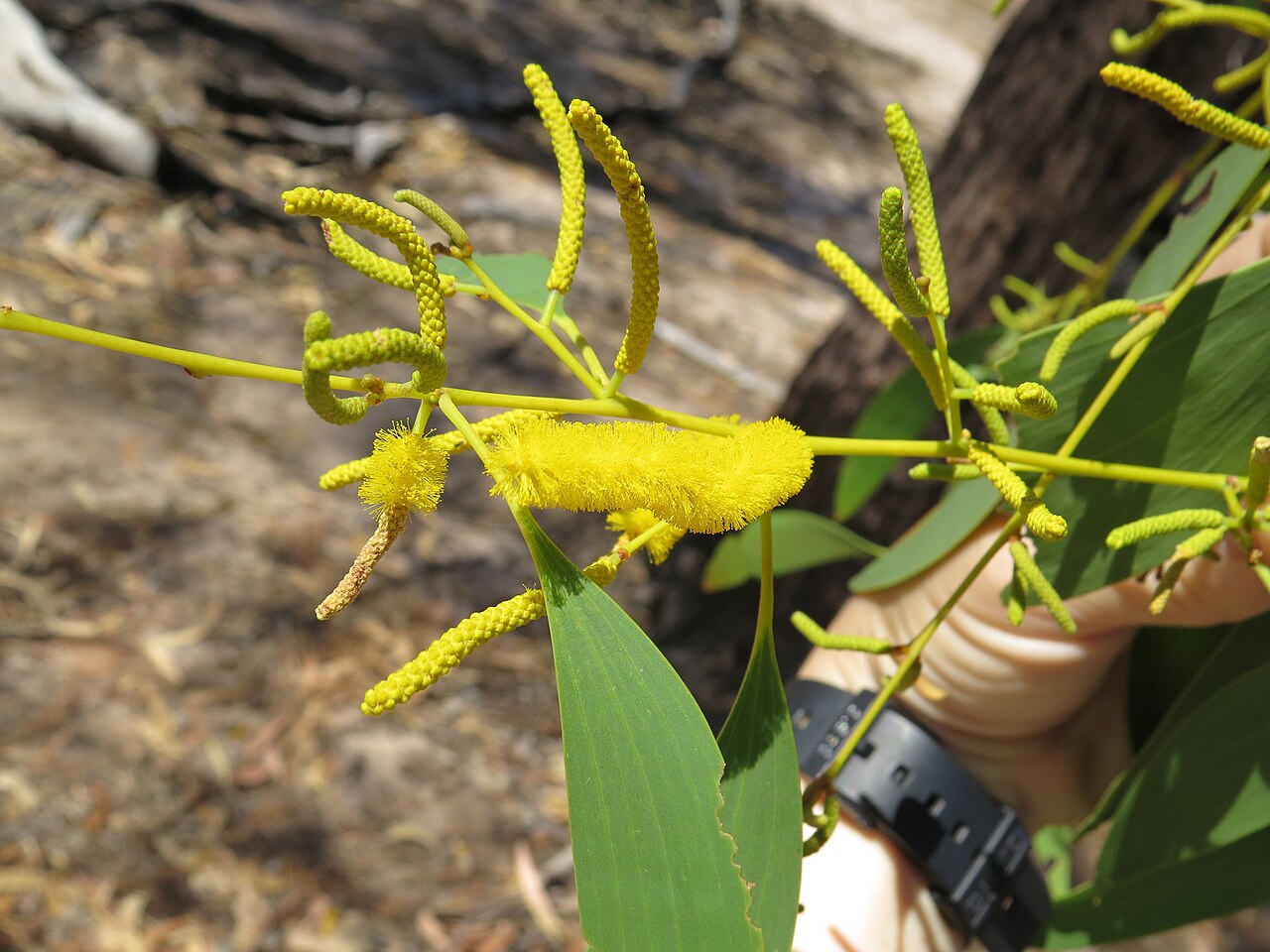 Acacia difficilis: Acacia difficilis. Species of plant.