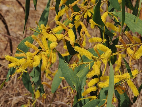 Acacia difficilis (Acacia difficilis)