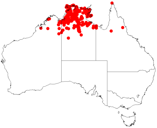 Acacia difficilis: Acacia difficilis occurrence data from Australasian Virtual Herbarium downloaded from https://doi.org/10.26197/5c0b1388984eb on 8 December 2018