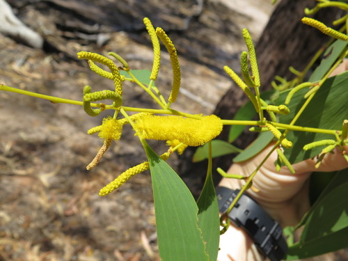 Acacia difficilis (Acacia difficilis)
