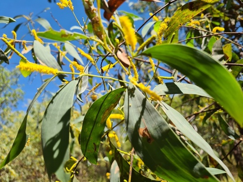 Acacia difficilis (Acacia difficilis)