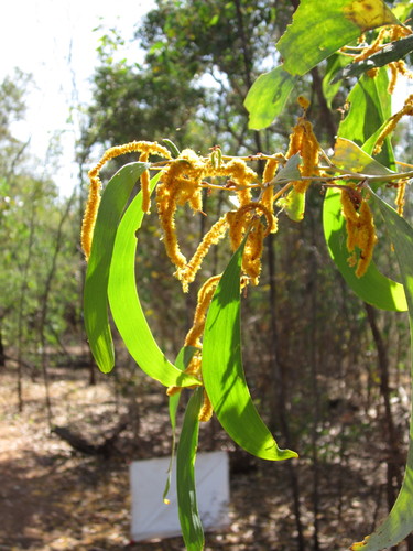 Acacia difficilis (Acacia difficilis)