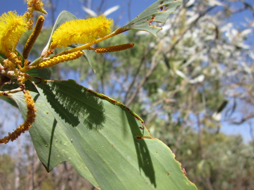 Acacia difficilis (Acacia difficilis)