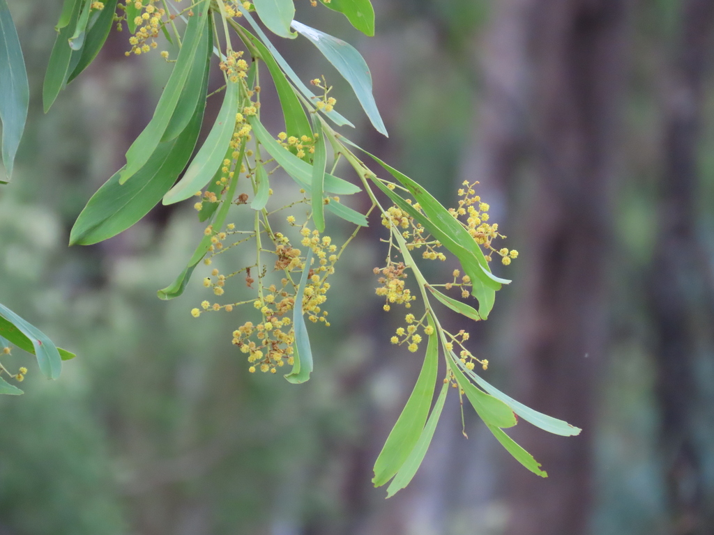 Drooping wattle (Acacia difformis)